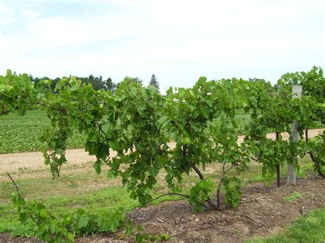 Talking to Plants: Growing Grapes at the Hancock Research Station