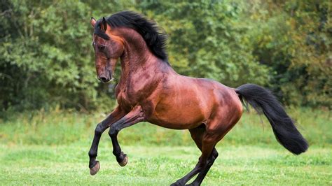 What Is a Male Horse Called? Utlimate Guide