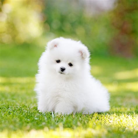 10 Unbelievable Facts About Cute Small Fluffy Puppies | Cute Small Fluffy Puppies | Động vật