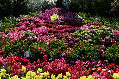 Farmed colorful outdoor flowers field 12024205 Stock Photo at Vecteezy