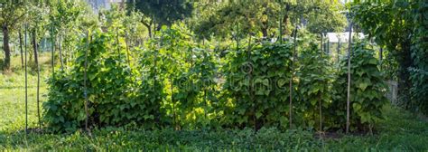 Kidney Beans Seedbed Growing on Farm. Patch of Green Plants of Kidney Bean in Homemade Garden ...