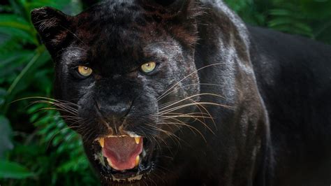 Scientists Photograph Rare Black Leopard in Kenya