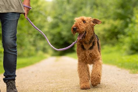 Airedale Terrier: Everything You Need To Know | MyPetCareJoy