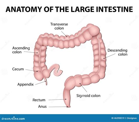 The Digestive system on emaze