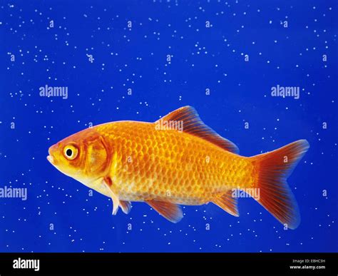 goldfish, common carp (Carassius auratus), goldfish in an aquarium Stock Photo - Alamy