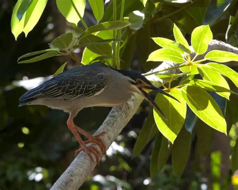 Striated heron - Facts, Diet, Habitat & Pictures on Animalia.bio