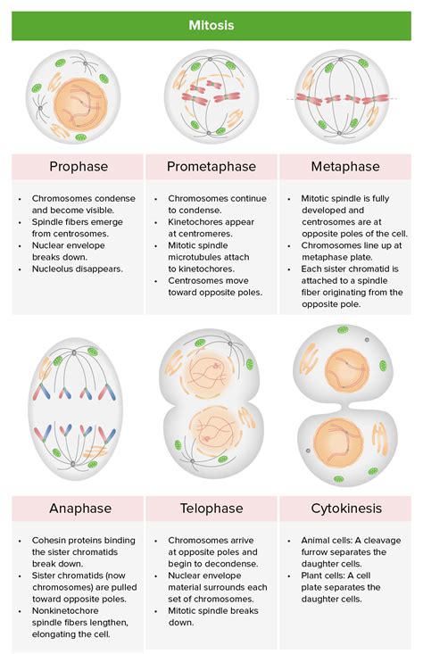 Cell Cycle | Concise Medical Knowledge