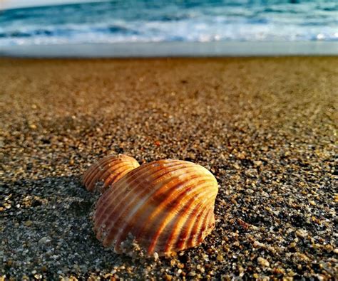 Best Shell beaches on Kauai - Kauai Advisor Shells,Sunrise, Puka, Cowrie