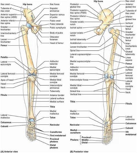 Lower Extremity Bones Anatomy Quiz : Chapter 6 The Skeletal System | Bocorawasuit