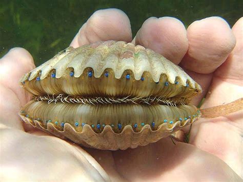 The eyes and teeth of a scallop : natureismetal