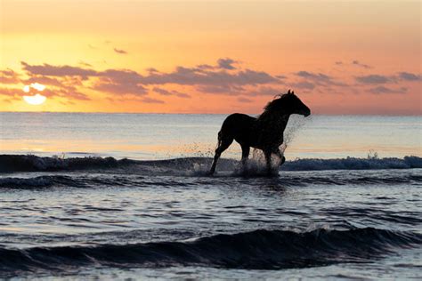 SunDance Graphics | Image Detail - 14796 - Sunset Horse on the Beach