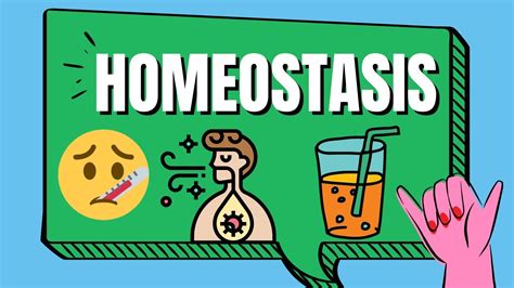 25+ Homeostasis Examples – Home