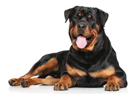 Most Muscular Rottweiler