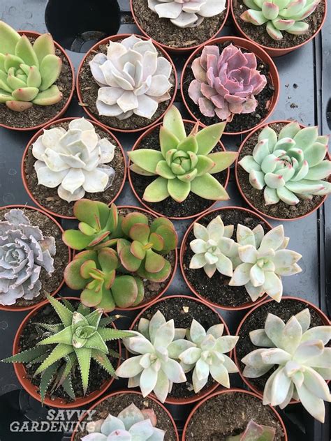 Low Light Succulents: 12 Choices to Grow in Your Home or Office