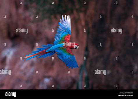 A Red-and-green Macaw in flight Stock Photo - Alamy