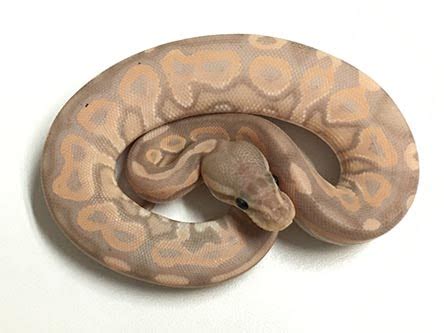 Cinnamon Banana Ball Python for Sale - xyzReptiles