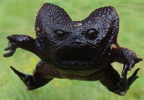 These African Rain Frogs Actually Look Somewhat Adorable! (10 pics + 1 video) - Izismile.com
