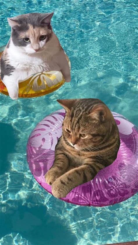 two cats are swimming in the pool and one is laying on a frisbee