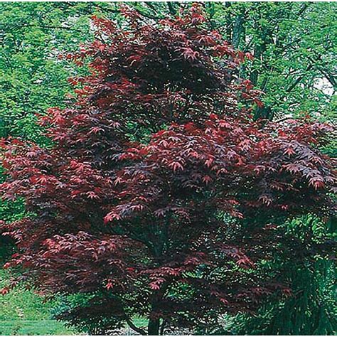 Dwarf Japanese Maple Trees Disease for Pinterest