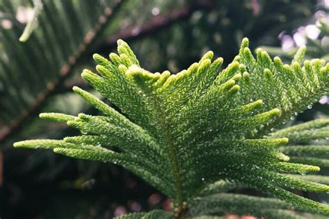 Premium Photo | Rain drop on close up pine leafnorfolk island pine araucaria heterophylla green ...