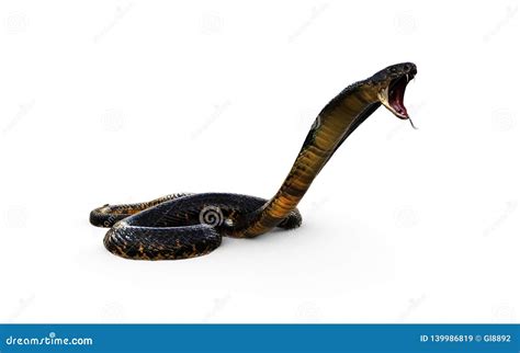 King Cobra Snake Attack with Clipping Path Stock Illustration - Illustration of fearful, biology ...