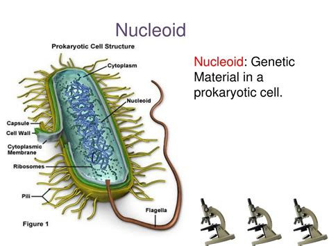 PPT - Cell Structure and Function PowerPoint Presentation, free download - ID:4919367