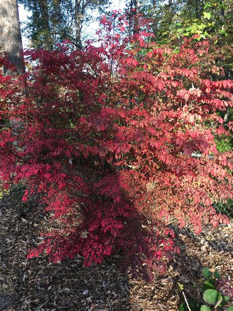 Burning Bush in my back yard has beautiful fall color. | Burning bush ...