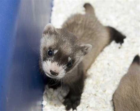 Baby Boom for Endangered Black-Footed Ferrets at National Zoo | Live Science