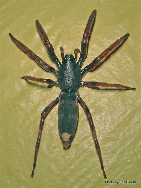 Whitetailed spider » Manaaki Whenua