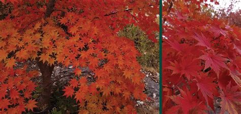 Korean Maple | Acer pseudosieboldianum | Trees | Johnson's Nursery