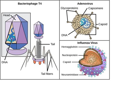 Biology 2e, Biological Diversity, Viruses, Viral Evolution, Morphology, and Classification ...