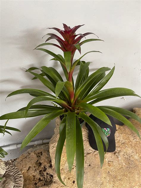 Bromeliad Guzmania 'Purple' Great Indoor Plant | Etsy