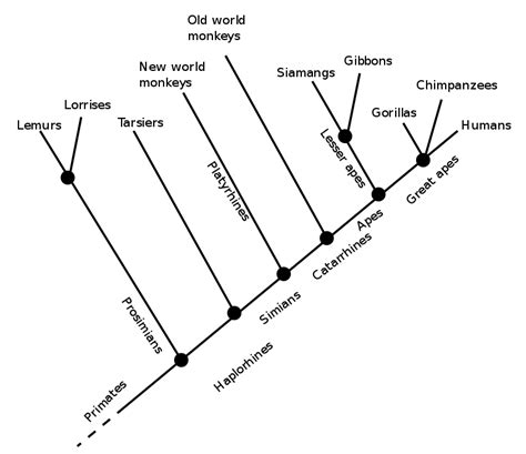 Difference Between Cladogram and Dichotomous Key | Compare the ...