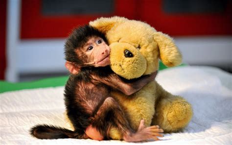 Baby Baboon Cuddles a Teddy Picture | Cutest baby animals from around ...