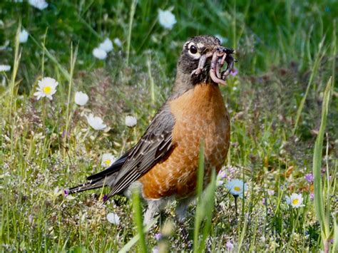 Insectivore Birds Part 1 | Rainshadow Journal