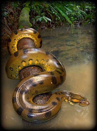 10 Dangerous Animals In Amazon Rainforest