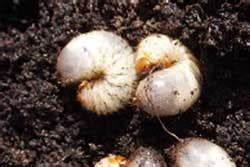 Rose Chafer: Got Pests? : Board of Pesticides Control: Maine DACF