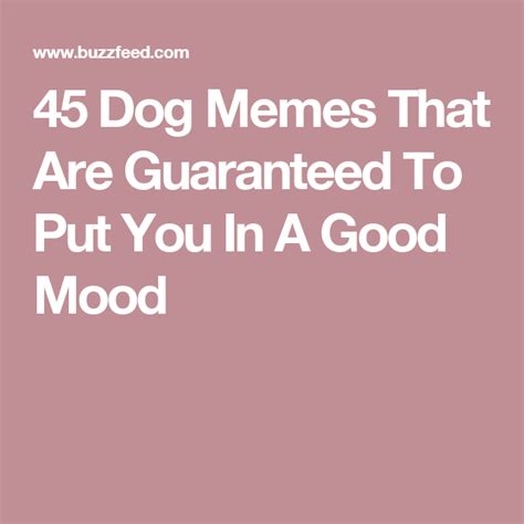 45 Dog Memes That Are Guaranteed To Put You In A Good - vrogue.co