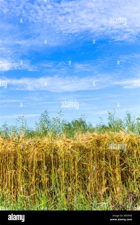 pattern of yellow corn field in detail Stock Photo - Alamy