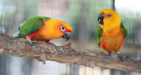 The Top 10 Best Pet Birds: Parakeets, Cockatiels and More