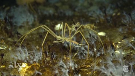 Scientists Are Studying Antarctic Sea Spiders to Learn About Climate Change – NBC 5 Dallas-Fort ...