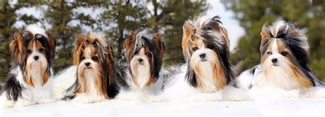 Biewer Color Genetics Explained - Rocky Mountain Biewer Terriers