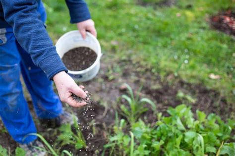 How to Add Nitrogen to Soil Organically (10+ Ways!) - Growfully