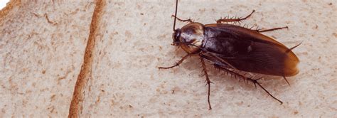 Cockroach Identification | A Guide To Roach Control & Prevention In FL