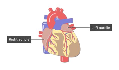 The four chambers of the heart and their functions | GetBodySmart