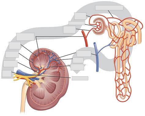 Pig Renal Cortex And Medulla