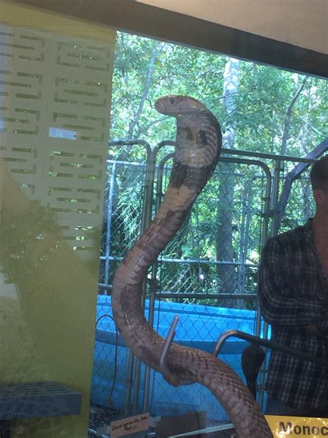 Incredible monocled cobra, milked for venom at a serpentarium in St ...