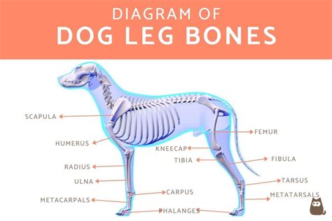 Dog Paw Pads Anatomy - Front and Back Dog Paws Guide