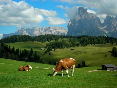 Alps meadows hills mountains cows landscape | Landscape, Fantasy landscape, Scenery