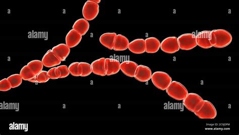 Streptococcus Thermophilus Gram Stain